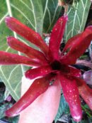 Neoregelia Finger Red