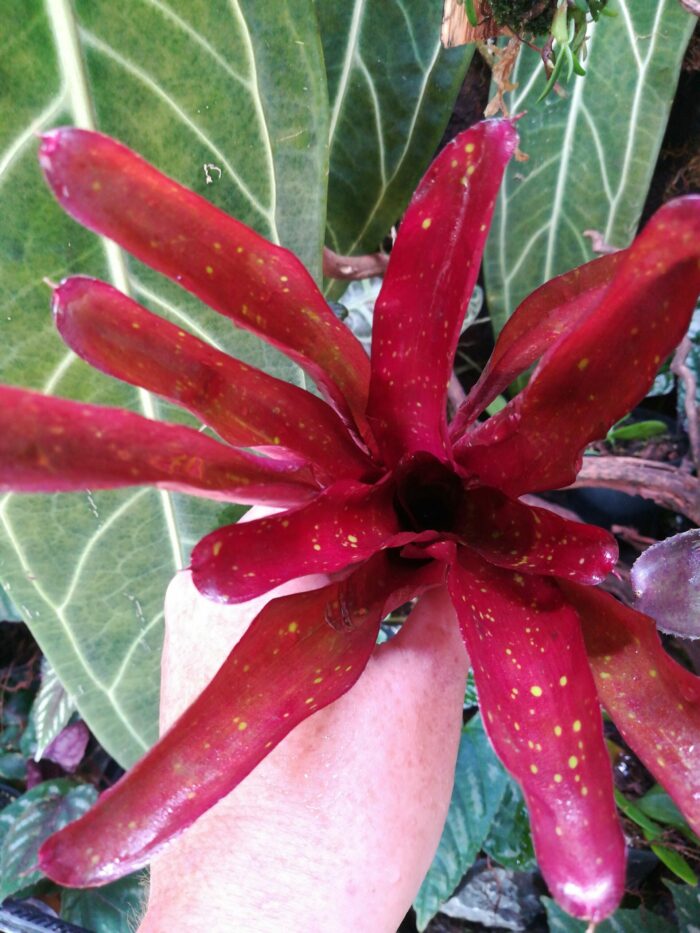 Neoregelia Finger Red