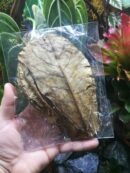 Feuilles de Catappa - Lot de 10 (toutes tailles)