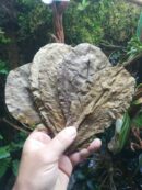 Feuilles de Catappa - Lot de 10 (toutes tailles)