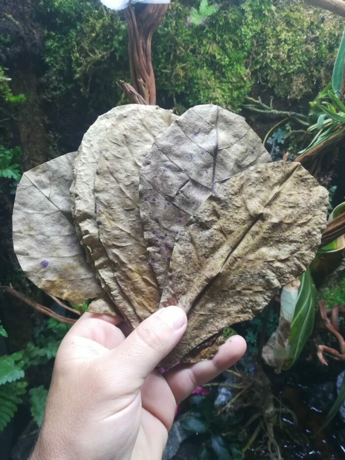 Feuilles de Catappa - Lot de 10 (toutes tailles)
