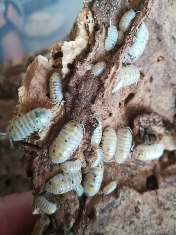 Isopodes -  armadillidium “Magic potion” - 5 individus toutes tailles