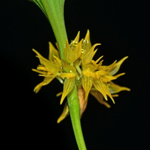 Orchidée miniature - Pleurothallis ruscifolia