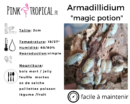 Isopodes -  armadillidium “Magic potion” - 5 individus toutes tailles