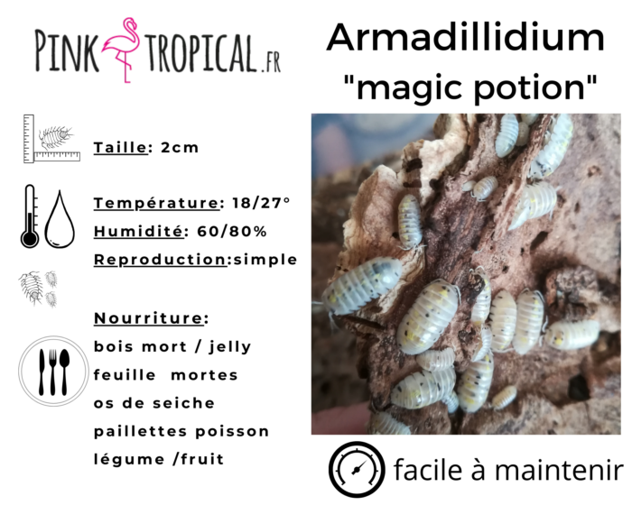 Isopodes -  armadillidium “Magic potion” - 5 individus toutes tailles – Image 2