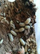 Isopodes -  armadillidium “Magic potion” - 5 individus toutes tailles
