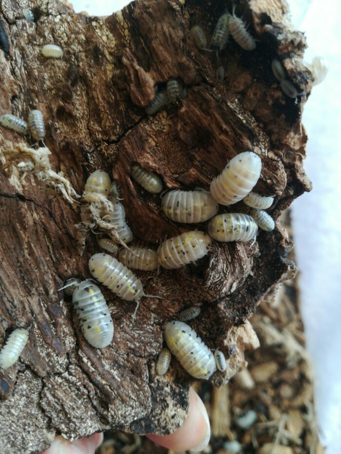 Isopodes -  armadillidium “Magic potion” - 5 individus toutes tailles – Image 3