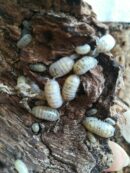 Isopodes -  armadillidium “Magic potion” - 5 individus toutes tailles