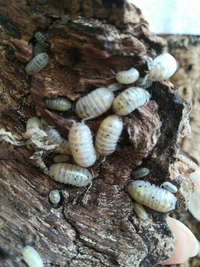 Isopodes -  armadillidium “Magic potion” - 5 individus toutes tailles – Image 4