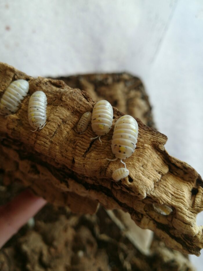 Isopodes -  armadillidium “Magic potion” - 5 individus toutes tailles – Image 5