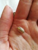 Isopodes -  armadillidium “Magic potion” - 5 individus toutes tailles