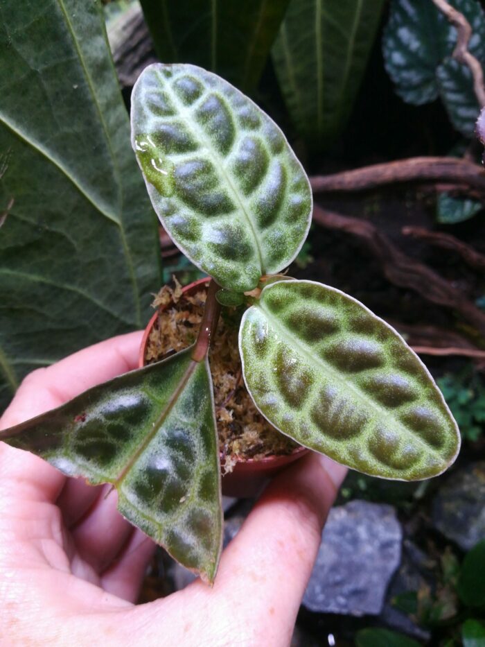 Labisia "Turtle back" - Pièce unique