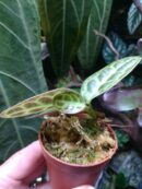 Labisia "Turtle back" - Pièce unique