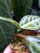 Labisia "Turtle back" - Pièce unique