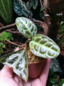 Labisia "Turtle back" - Pièce unique
