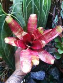 Neoregelia Rusty