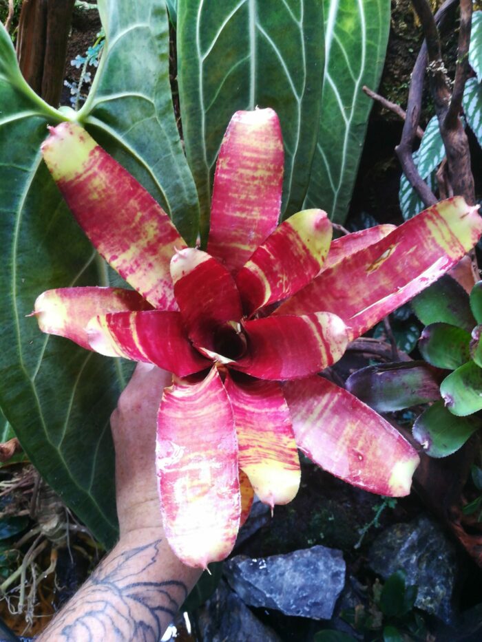 Neoregelia Rusty – Image 3