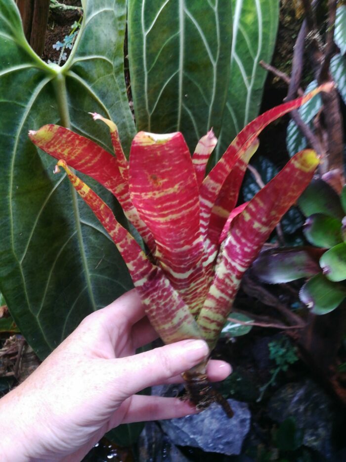 Neoregelia Rusty – Image 2