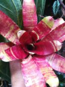 Neoregelia Rusty