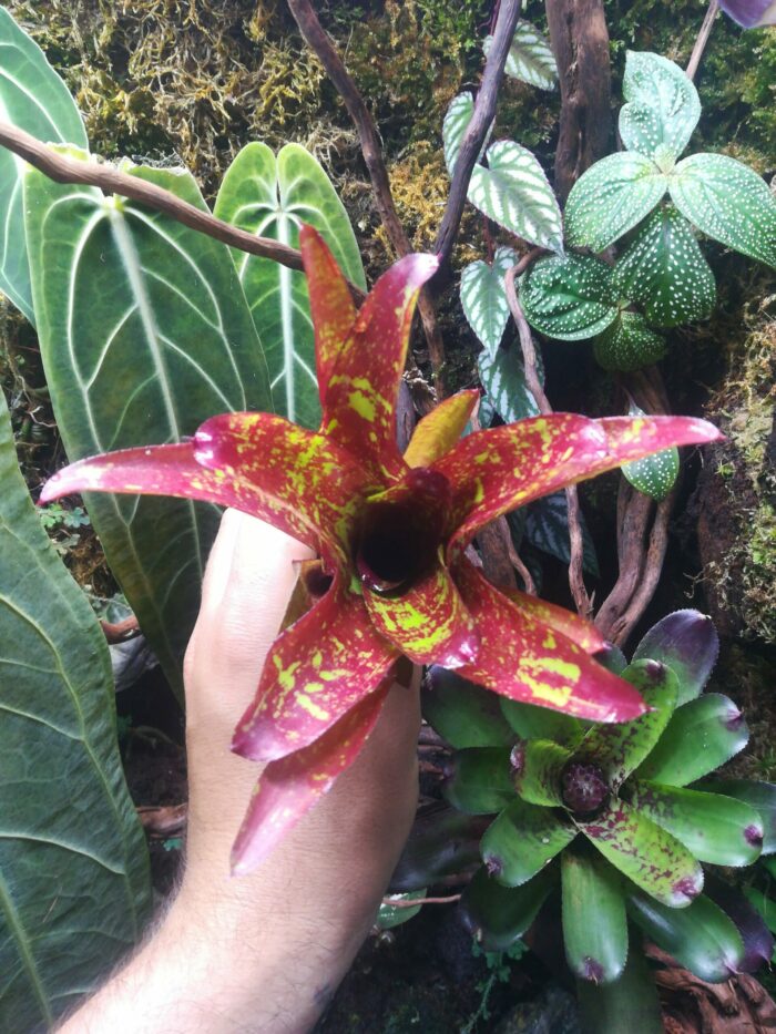 Neoregelia Hot road