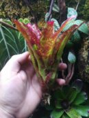 Neoregelia Hot road