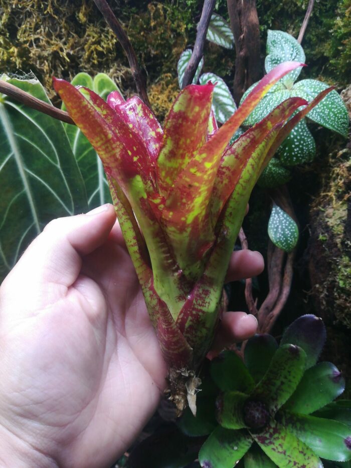 Neoregelia Hot road – Image 2