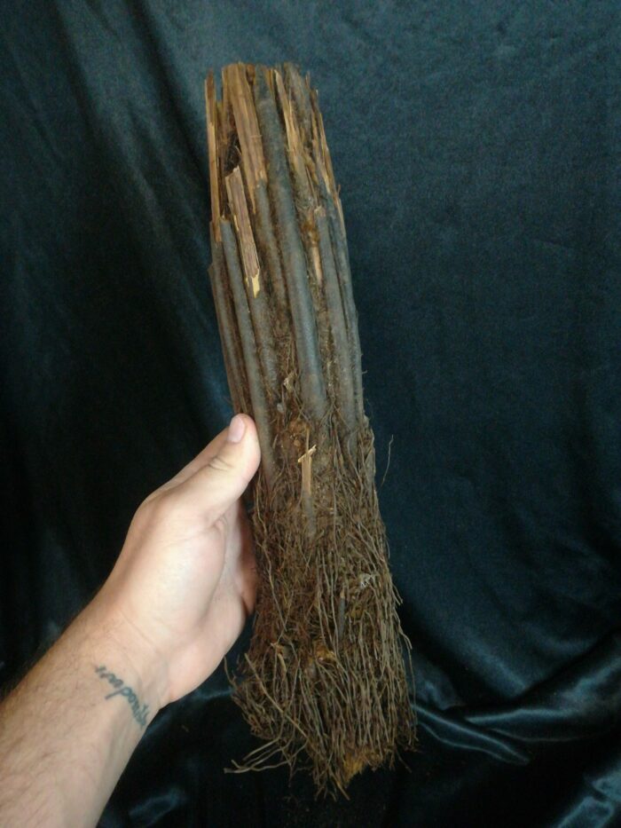 Xaxim – Tronc de fougère arborescente 30/40cm - Dicksonia Squarrosa