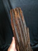 Xaxim – Tronc de fougère arborescente 30/40cm - Dicksonia Squarrosa