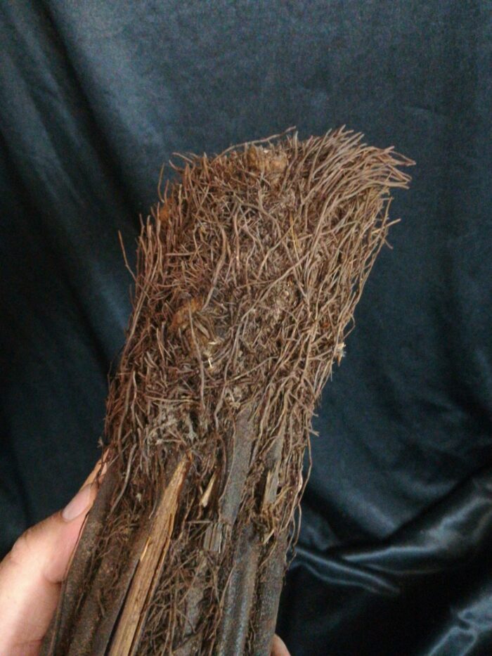 Xaxim – Tronc de fougère arborescente 30/40cm - Dicksonia Squarrosa – Image 3