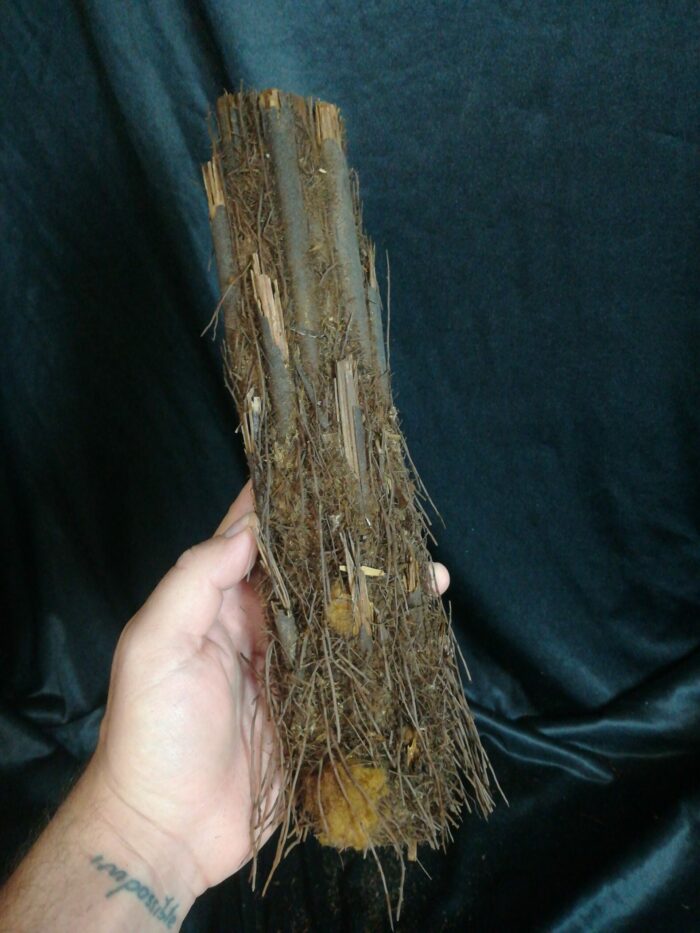 Xaxim – Demi-tronc de fougère arborescente - Environ 30cm - Dicksonia Squarrosa – Image 2