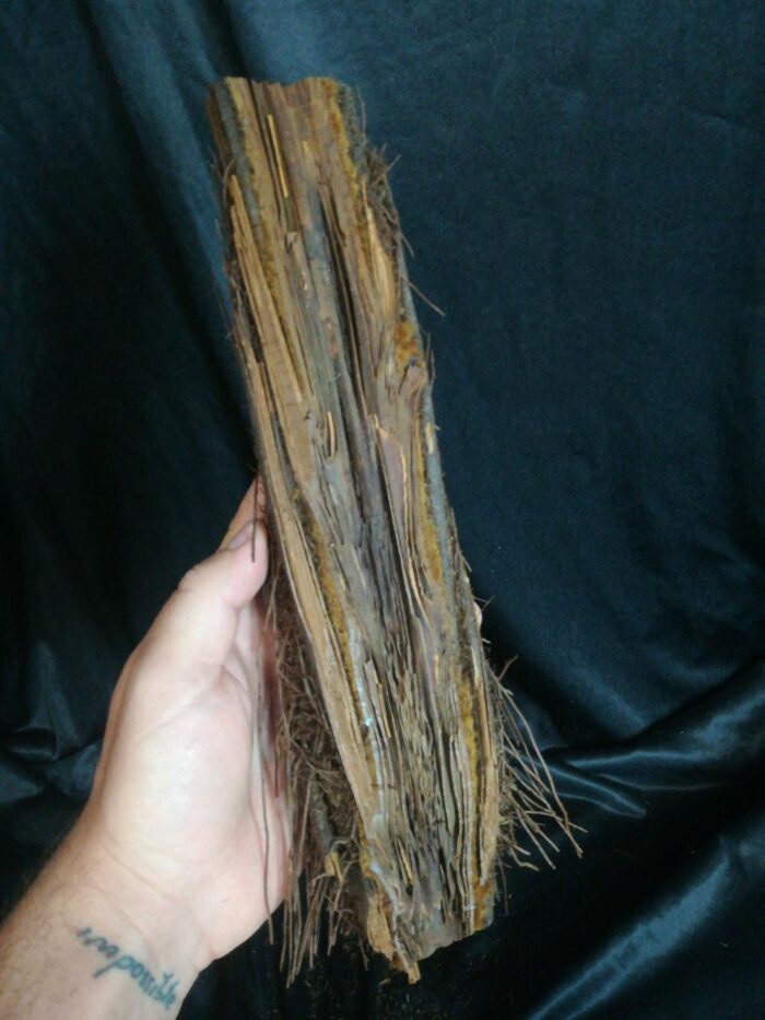 Xaxim – Demi-tronc de fougère arborescente - Environ 30cm - Dicksonia Squarrosa