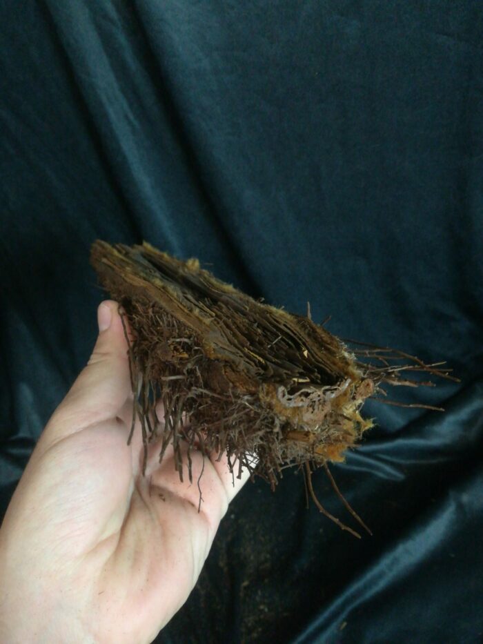 Xaxim – Demi-tronc de fougère arborescente - Environ 30cm - Dicksonia Squarrosa – Image 3