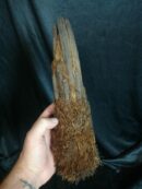 Xaxim – Tronc de fougère arborescente 20/30cm - Dicksonia Squarrosa