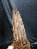 Xaxim – Tronc de fougère arborescente 20/30cm - Dicksonia Squarrosa