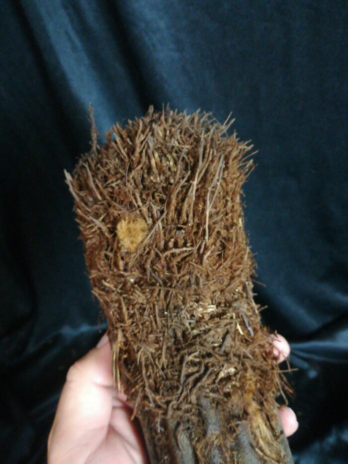 Xaxim – Tronc de fougère arborescente 20/30cm - Dicksonia Squarrosa – Image 3