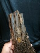Xaxim – Tronc de fougère arborescente 10/20cm - Dicksonia Squarrosa
