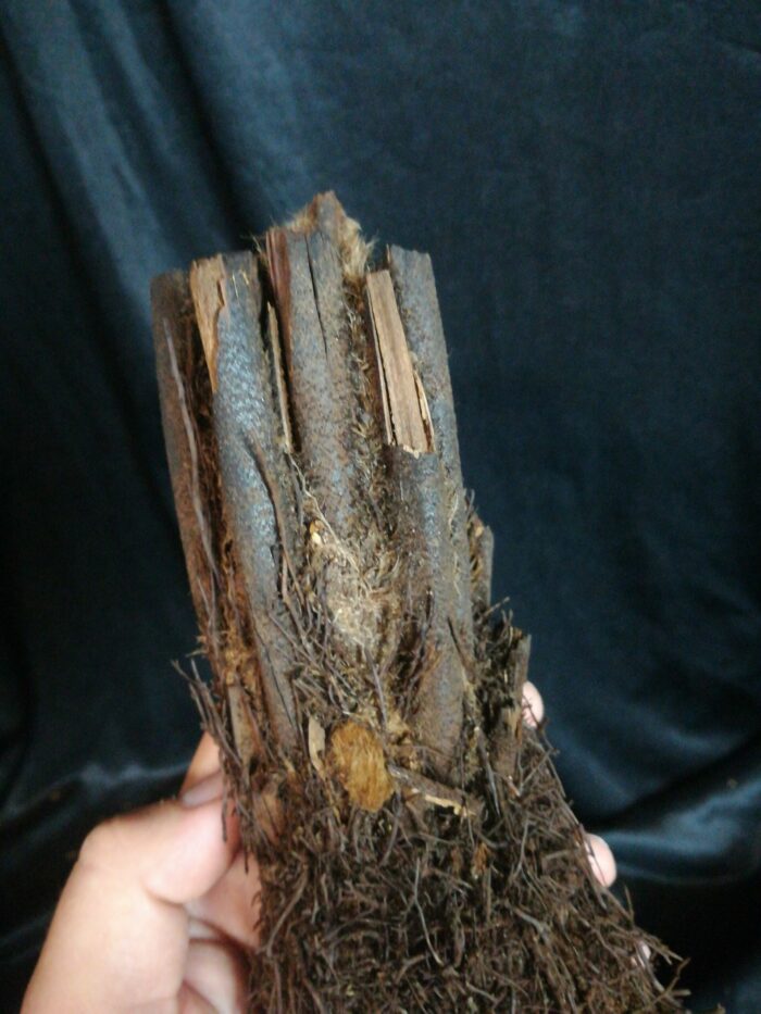 Xaxim – Tronc de fougère arborescente 10/20cm - Dicksonia Squarrosa – Image 2