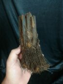 Xaxim – Tronc de fougère arborescente 10/20cm - Dicksonia Squarrosa