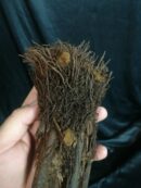 Xaxim – Tronc de fougère arborescente 10/20cm - Dicksonia Squarrosa