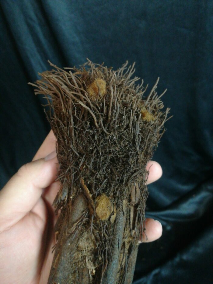 Xaxim – Tronc de fougère arborescente 10/20cm - Dicksonia Squarrosa – Image 3