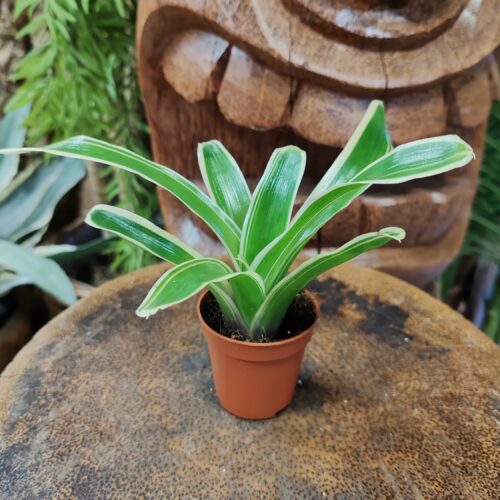 Neoregelia Schultesiana "variegata"