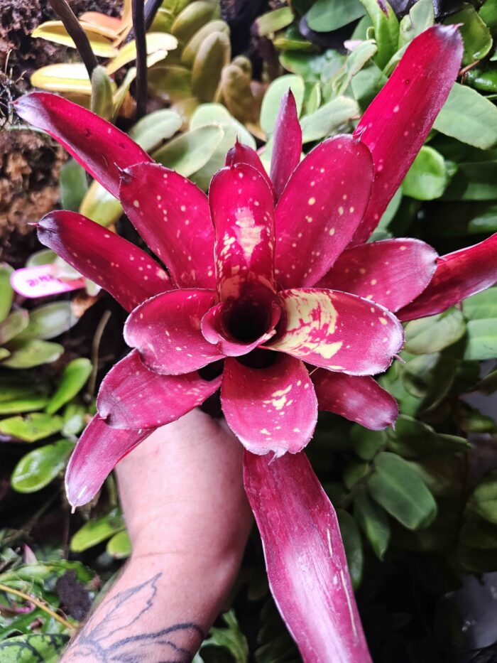 Neoregelia Hera Little Bright