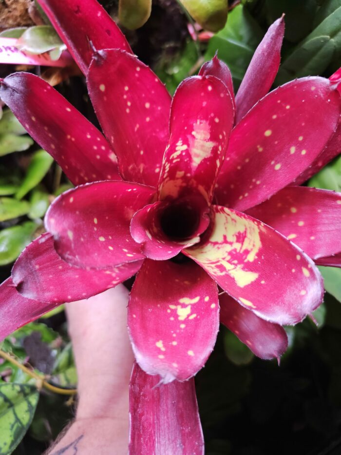 Neoregelia Hera Little Bright – Image 2