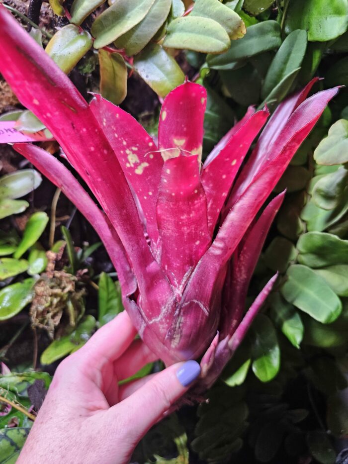Neoregelia Hera Little Bright – Image 3