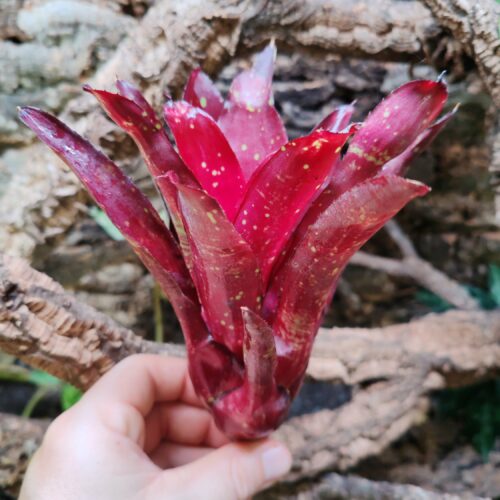 Neoregelia Hera Little Bright
