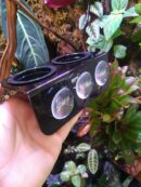 Mangeoire double avec ventouse pour gecko arboricole