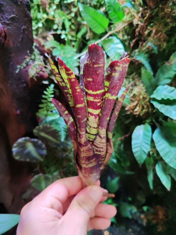 Neoregelia Scalawag
