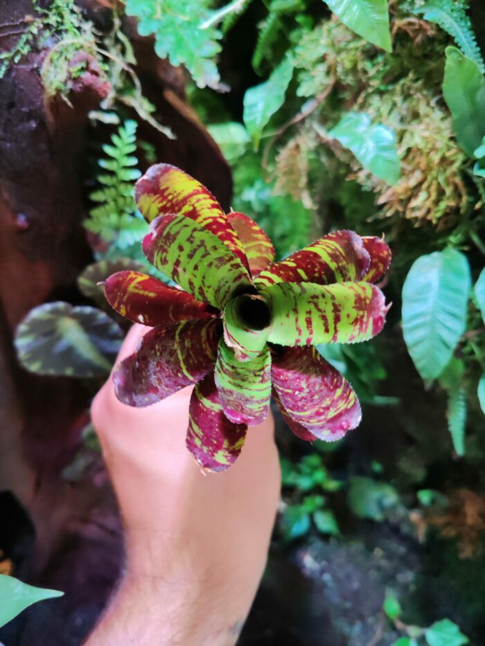 Neoregelia Scalawag – Image 2