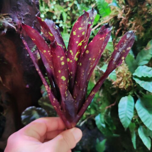 Neoregelia Nosferatu