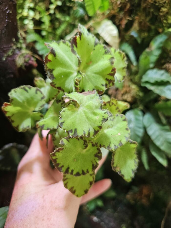 Begonia green